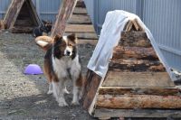 Десятки собак и кошек находятся в курганском муниципальном приюте из-за паводка