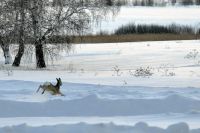 В январе в Зауралье в два раза выросло число аварий с животными