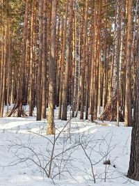Власти Зауралья призвали жителей сообщать о свалках и кучах веток в лесах