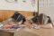 Дополнительный день отдыха подарили зауральским школьникам 